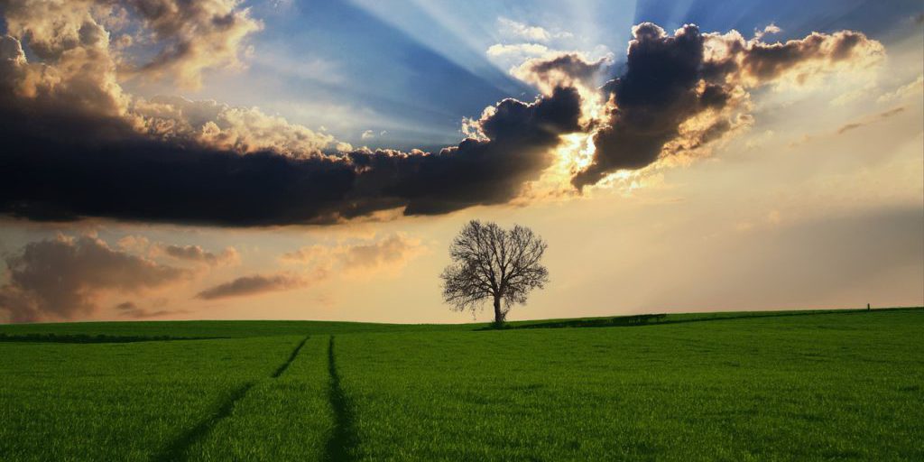 tree-2175353_1280 naturaleza
